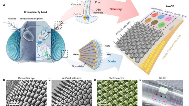 Çin, insansız hava araçları için panoramik görüş ve koku sensörü sağlayan “göz-mac” geliştirdi