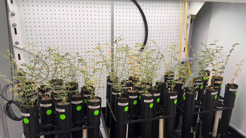 Bilim adamları yapay ay topraklarında bezelye yetiştiriyor, ama onu çorba olarak denemeye cesaret edemezler